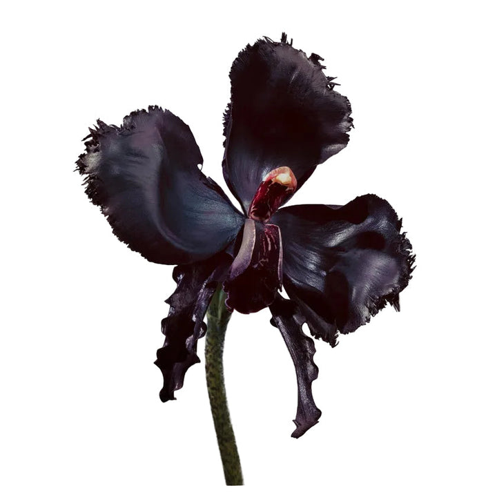 Tom Ford Black Orchid Reserve